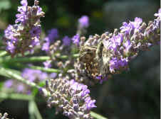 Lavendel1.jpg (137084 Byte)
