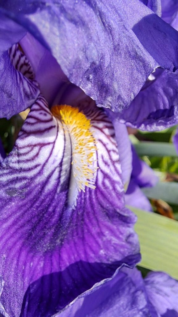 Eine lila Bl&uuml;te mit gelbem Bl&uuml;tenzentrum vor gr&uuml;nem Hintergrund, umgeben von violetten Bl&auml;ttern und einem unscharfen Gartenmotiv.