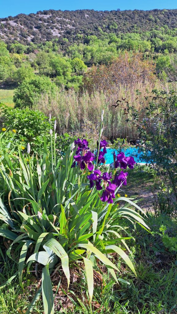 Im Garten der R&eacute;sidence de l&rsquo;Acacia mit blauem Poolwasser, violetten Bl&uuml;ten und gr&uuml;ner Vegetation vor einer bewaldeten Berglandschaft.