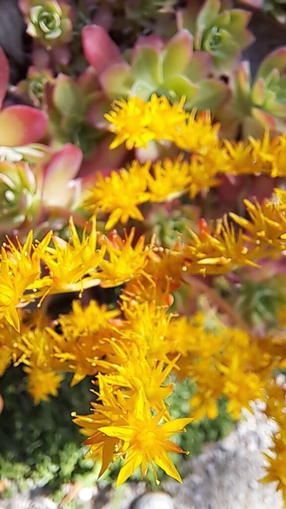 Gelbe bl&uuml;hende Bl&uuml;ten mit unscharfem Hintergrund in einem Garten, die Eindr&uuml;cke rund um die R&eacute;sidence de l&rsquo;Acacia und die Region pr&auml;gen.